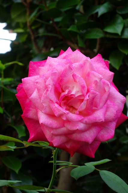 Free Rose Pink photo and picture