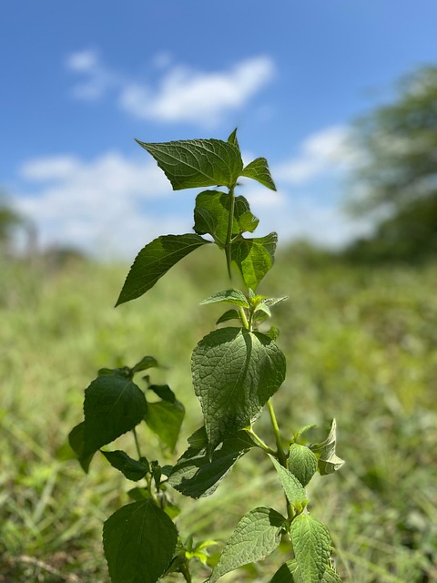 Himmel, Natur, Blatt, Grün