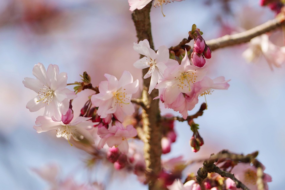 Cherry Blossoms Pink Flowers Free photo on Pixabay