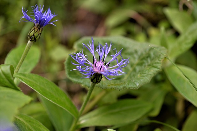 Knapweeds, Smukke Blomster
