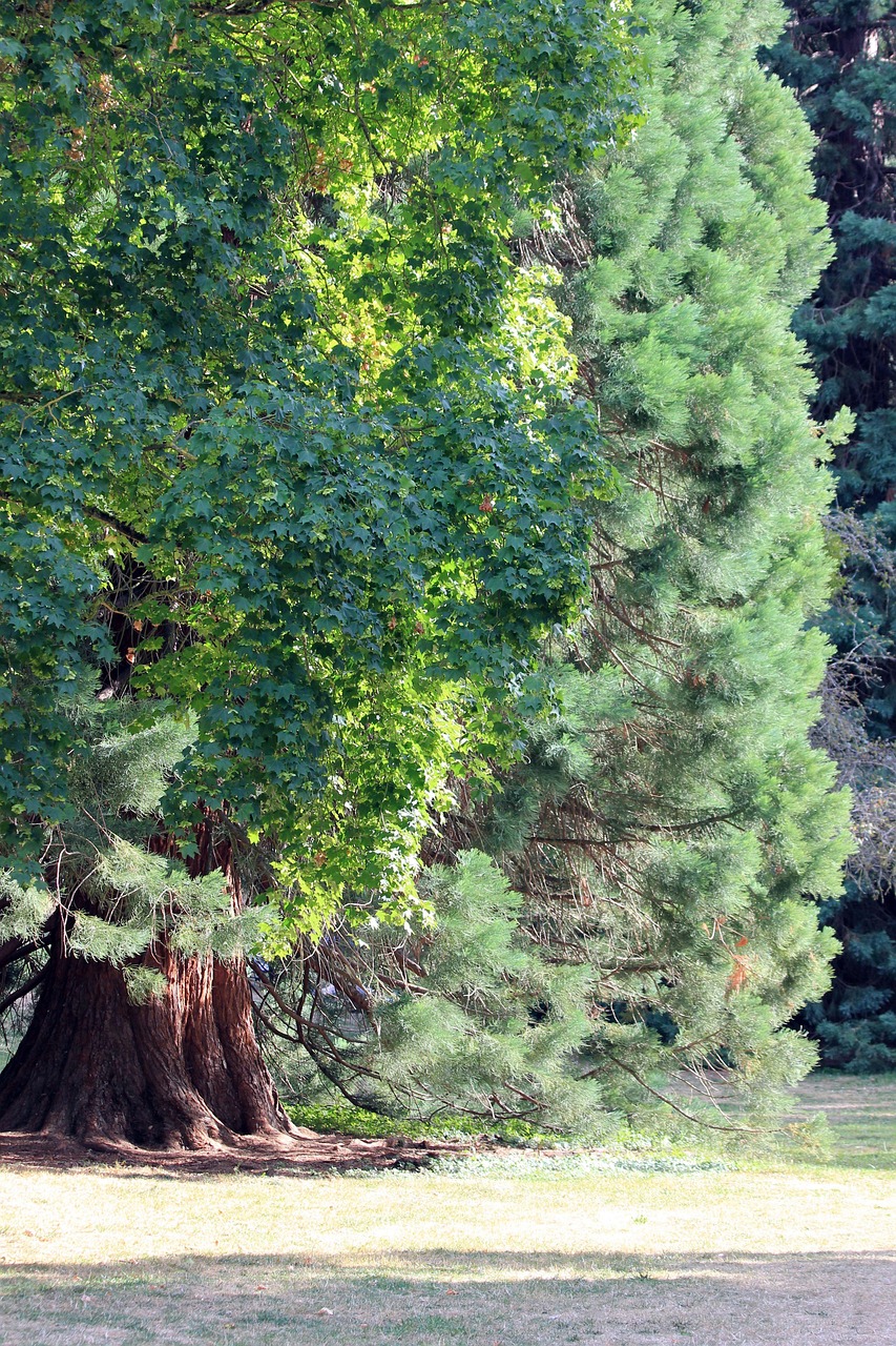 Tree Vegetation Branches Free photo on Pixabay Pixabay
