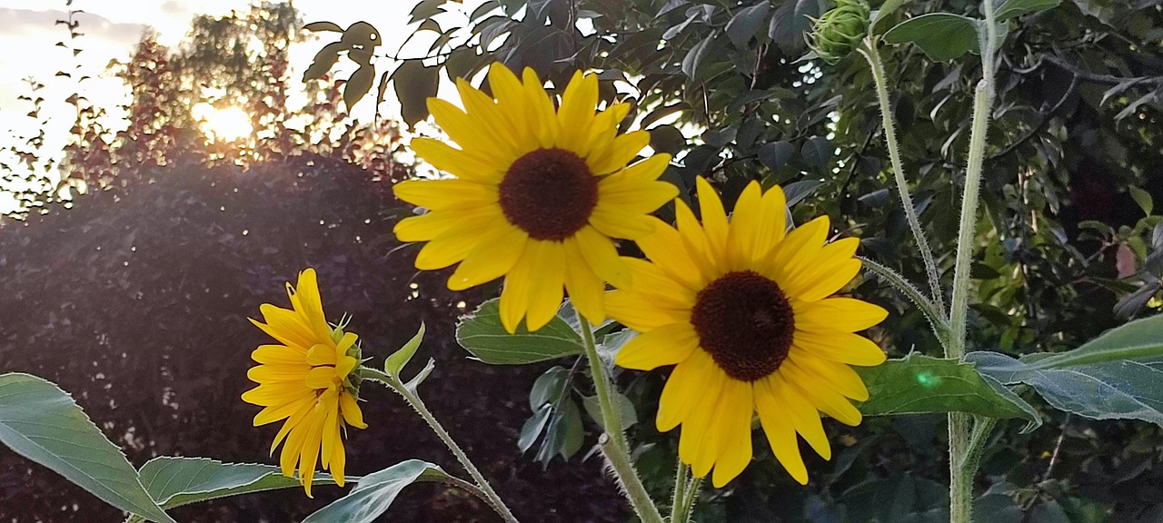 Sonnenblumen Flagge 3x5 FT – Doppelt Genähte Gar Produktbild-Vorschau 5