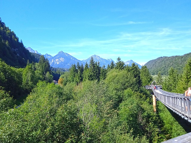 Free Treetop Path Forest photo and picture
