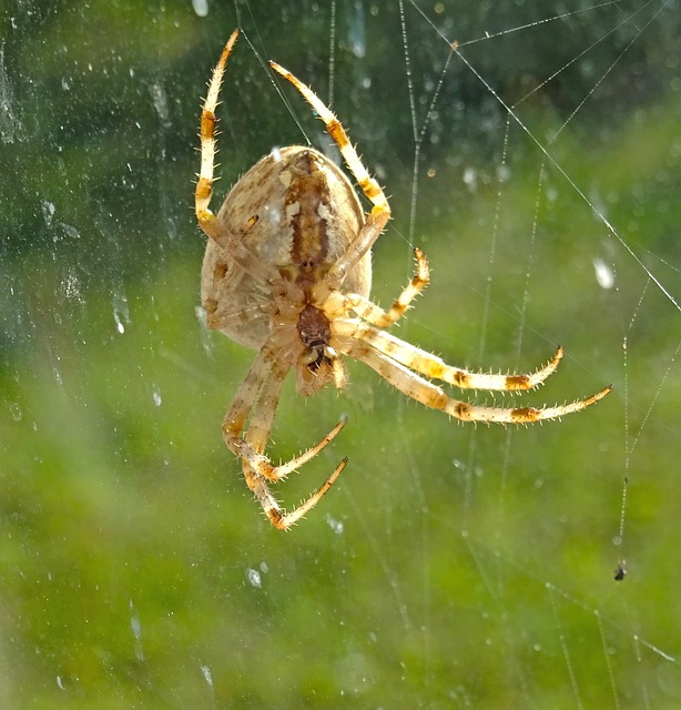 Free Spider Web Spider photo and picture