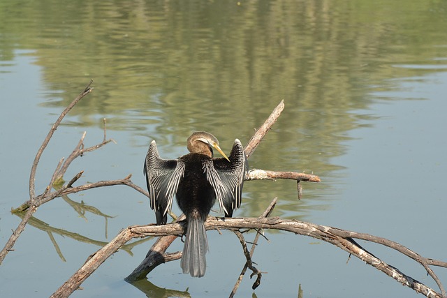 Fugl, Keoladeo Nationalpark, Sø, Efterår
