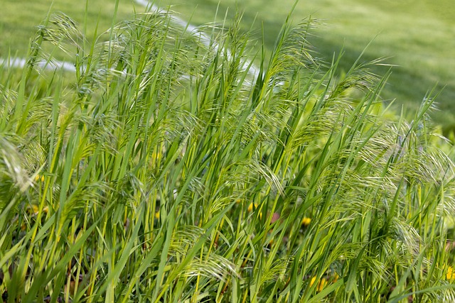 Grass Reeds Nature - Free photo on Pixabay