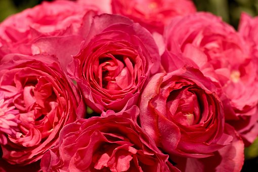 Free Pink Roses Flowers photo and picture