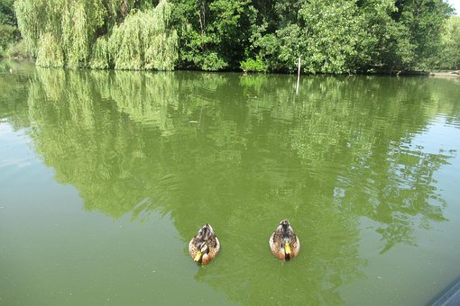 Ce Mai, Copac, Rațe, Verde, Natura