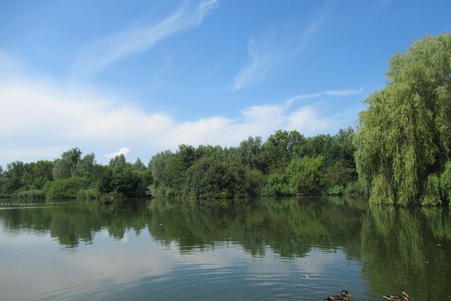 Copac, Natura, Ce Mai, Cer