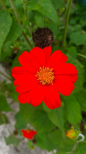 Blomst, Natur, Vakker Blomst, Blomster
