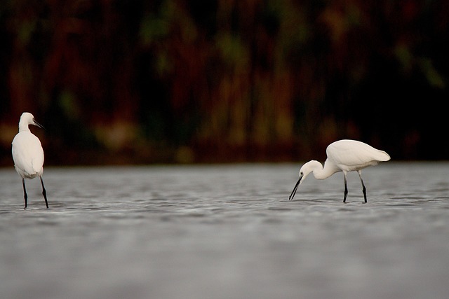 Egrets, Fugle, Sø, Dyr, Natur