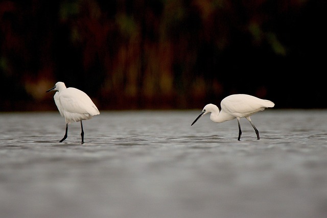Egrets, Fugle, Sø, Dyr, Natur