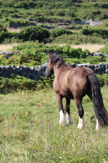 Free Horse Inishmore photo and picture