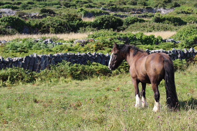 Free Horse Meadow photo and picture