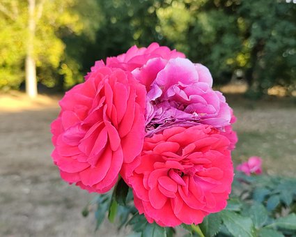 Flor, Rosa, Naturaleza, Plantas