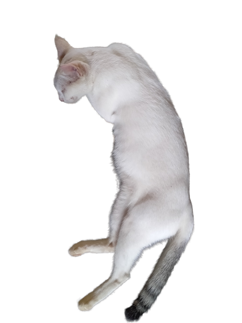 Pisică, Dormit, Animal, Natura