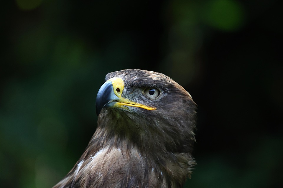 Bird Raptor Nature Of - Free photo on Pixabay