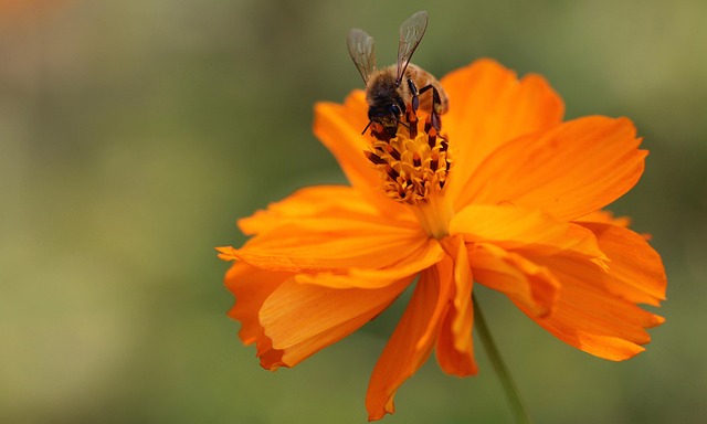 Bi, Orange Blomst, Bestøvning, Have