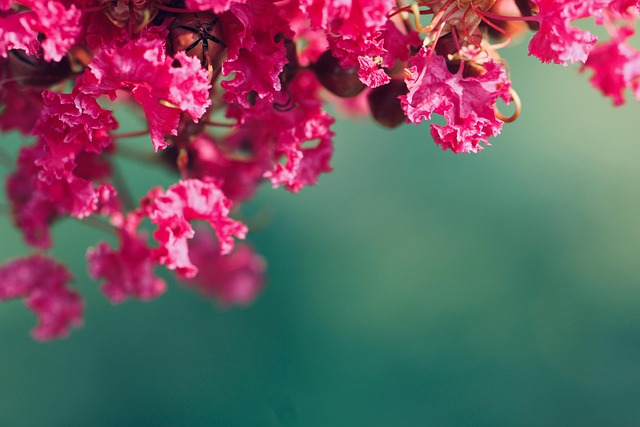 Blomster, Lyserøde Blomster, Have