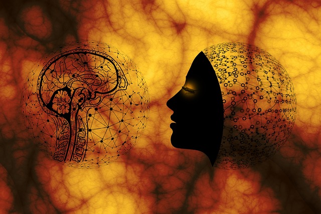 Free brain biology anatomy illustration