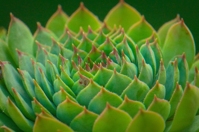 Free Nature Houseleek photo and picture