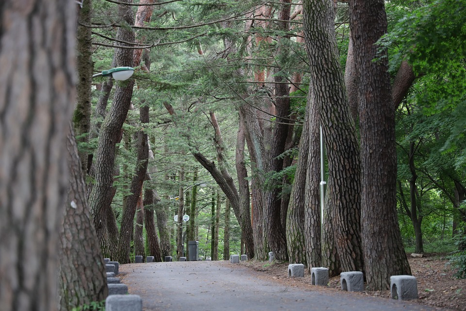 林道 松树 长廊 - Pixabay上的免费照片