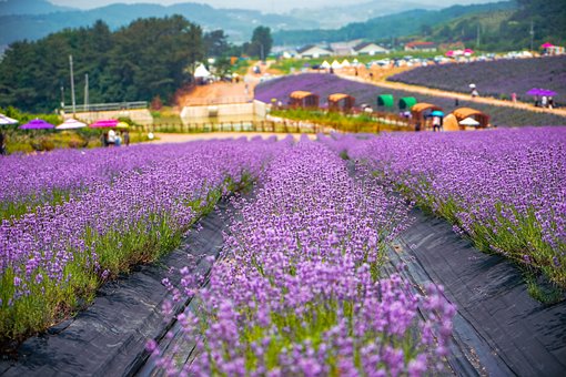Free Lavender Lavender Field photo and picture
