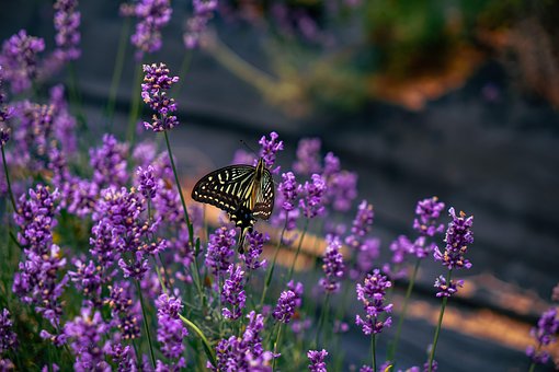 Free Butterfly Flower Wallpaper photo and picture