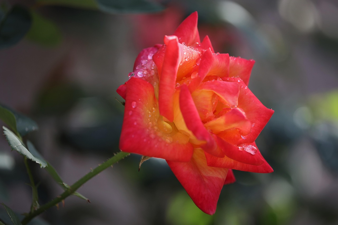 Jaune Rouge Rose Alinka Jaune Rouge - Photo gratuite sur Pixabay - Pixabay