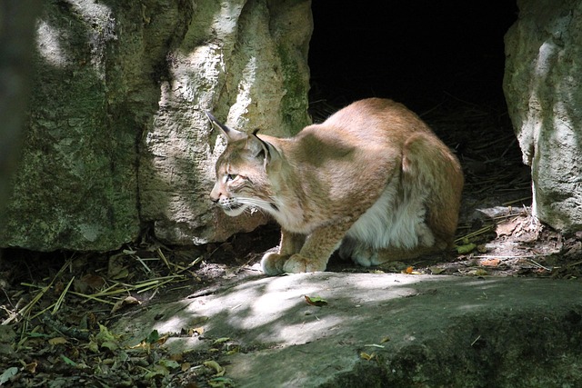 Free Lynx Animal photo and picture