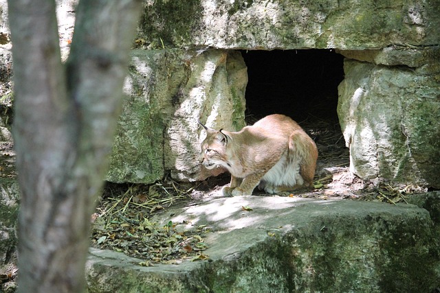 Free Lynx Predator photo and picture