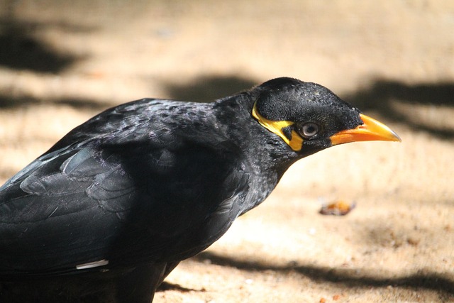Free Common Hill Myna Bird photo and picture