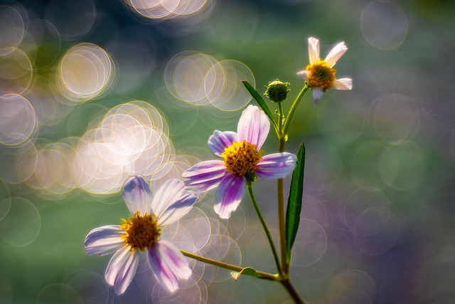 Free Flowers Bokeh photo and picture