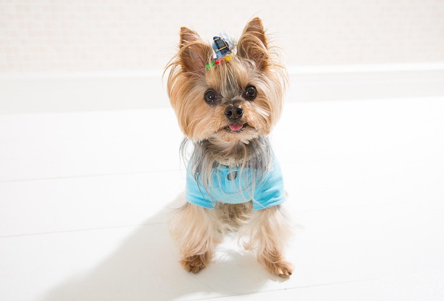 Yorkie, Hund, Yorkshire Terrier