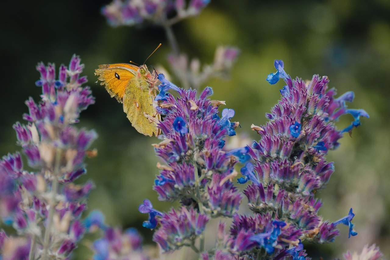 Butterfly Lavender Pollination Free photo on Pixabay Pixabay