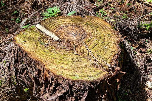 Free Tree Stump Logging photo and picture