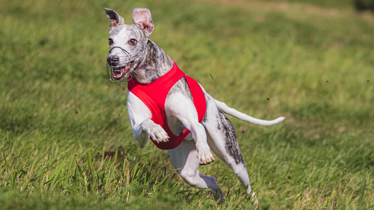 600+ Free Dog Training & Dog Images Pixabay