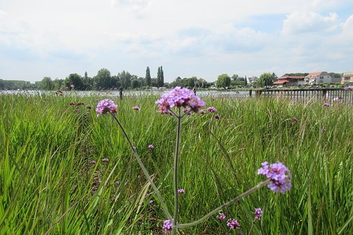 Floare, Natura, Copac, Iarbă, Verde