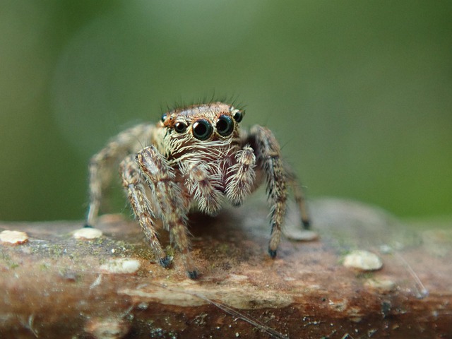 Aranha Aracnídeo Retrato - Foto gratuita no Pixabay - Pixabay