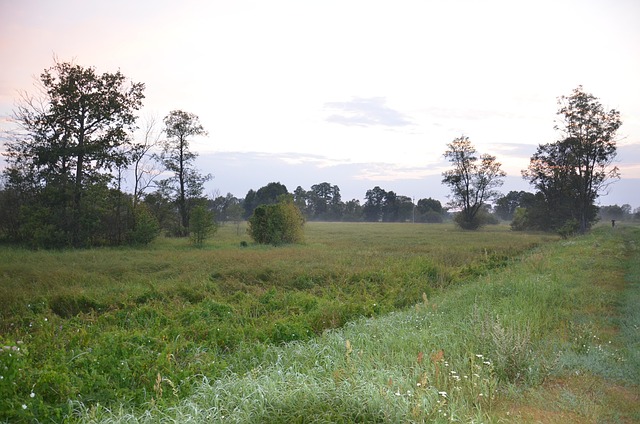 Free Village Forest photo and picture