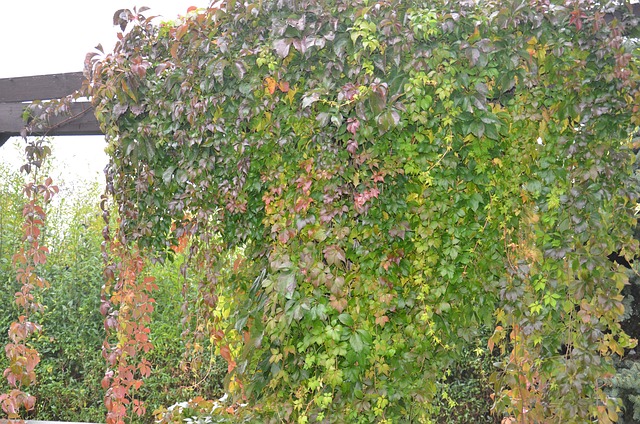 Free Autumn Ivy photo and picture