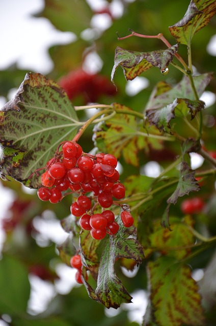 Free Mountain Ash Nature photo and picture
