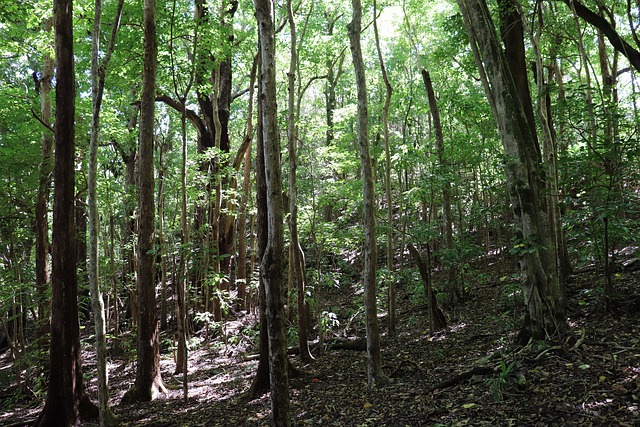 Free Forest Trees photo and picture