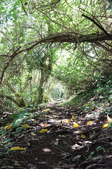 Free Trees Trail photo and picture