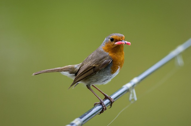 Free Robin Bird photo and picture