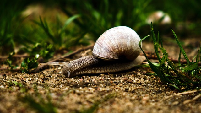 Hlemýžď, Zvíře, Příroda, Makro