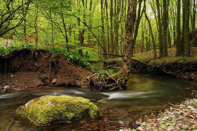 Free Stream River photo and picture