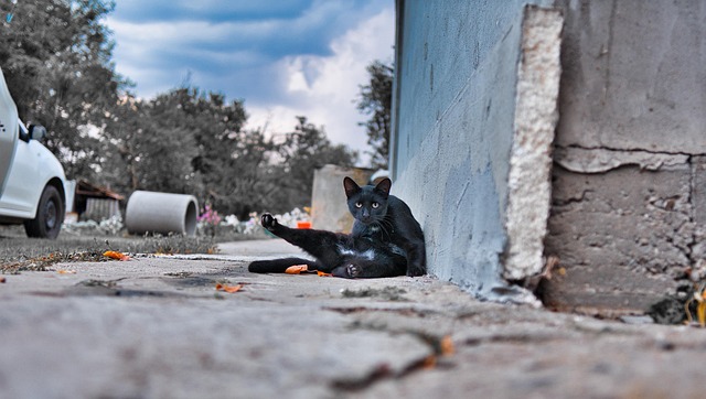 Free Black Cat Garden photo and picture