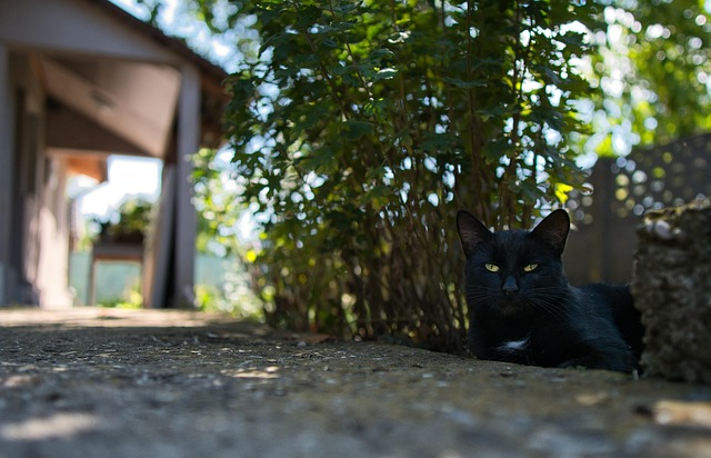 Free Black Cat Garden photo and picture