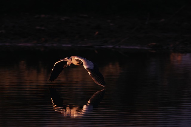 Free Heron Grey Heron photo and picture